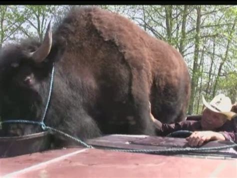 Massive buffalo is world's largest pet - YouTube