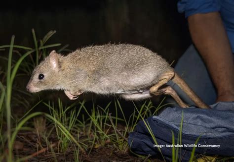 Landmark Conservation Project Ensures The Future of The Northern Bettong