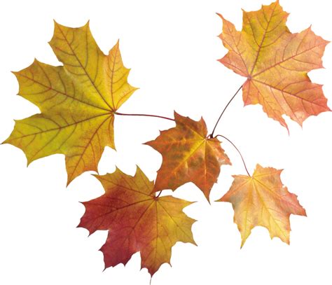 Autumn Png Leaves - Autumn Leaves Transparent Background