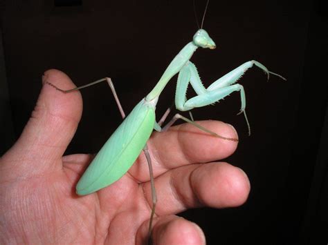 ADULT FEMALE GIANT ASIAN MANTIS | in East End, Glasgow | Gumtree