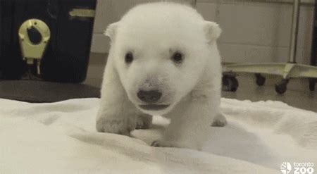 Bear Cub GIF - Find & Share on GIPHY