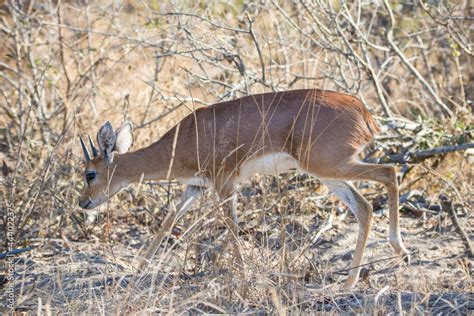 oribi mammal reproduction in the kruger national park of south africa Stock Photo | Adobe Stock