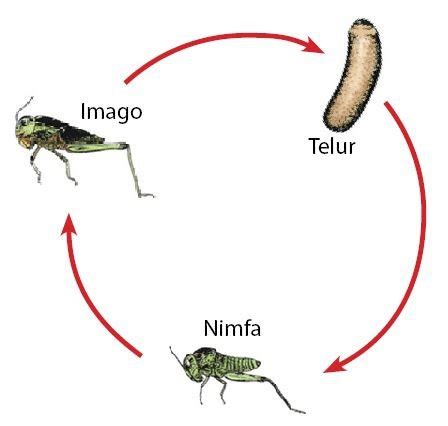 Ciri-ciri Metamorfosis Sempurna dan Tidak Sempurna - Blog Munawaroh UP