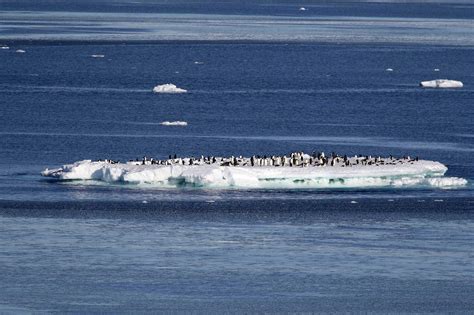 Second largest emperor penguin colony in Antarctica has disappeared