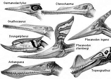 Pterosauria