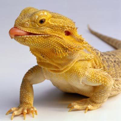 Bearded Dragon | The Life of Animals