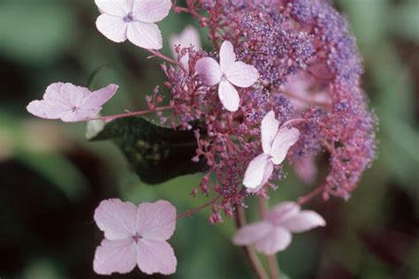 Hydrangea aspera 'Villosa Group' - BBC Gardeners World Magazine