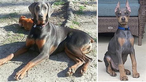 Doberman Pinscher Coat and Color Varieties - HubPages