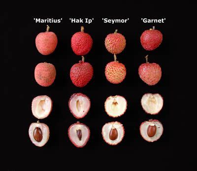 lychee varieties | Lychee, Lychees, Fruit nutrition