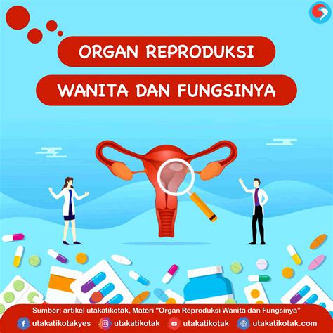 Gambar Organ Reproduksi Wanita Beserta Fungsinya – pulp