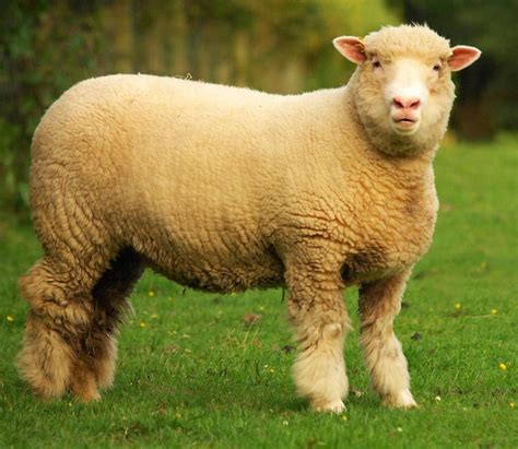 Breeds of Livestock: Sheep