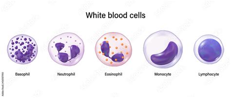 Type of white blood cells. Basophil, Neutrophil, Eosinophil, Monocyte and lymphocyte. Leukocytes ...