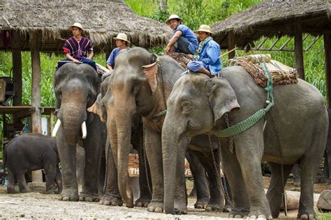 Chiang Mai Elephant Camps - Top 7 You Can't Miss