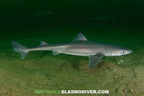 Spiny Dogfish Squalus acanthias