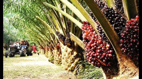 Asia Oil Palm Farm and Harvest - Oil Palm Cultivation Technology - YouTube