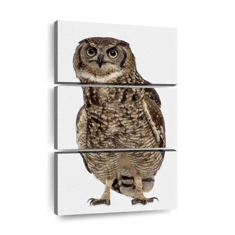 Spotted Eagle-Owl Wall Art | Photography