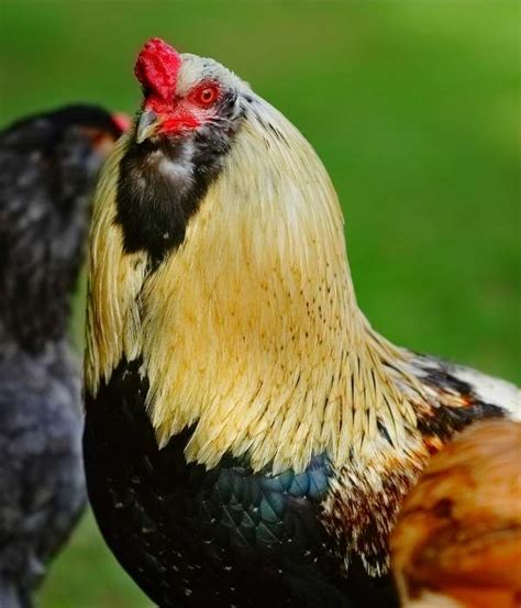 Araucana Chicken Breed Guide: Lifespan, Color, Eggs, Care, Pictures