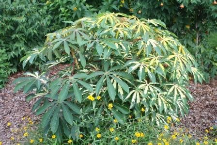 Variegated Tapioca Plant, Cassava, Manihot - Deer Resistant Plants - Almost Eden