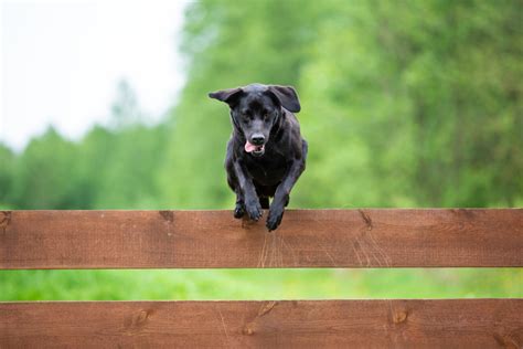 8 Ways to Stop Your Dog From Jumping the Fence | Canine Weekly