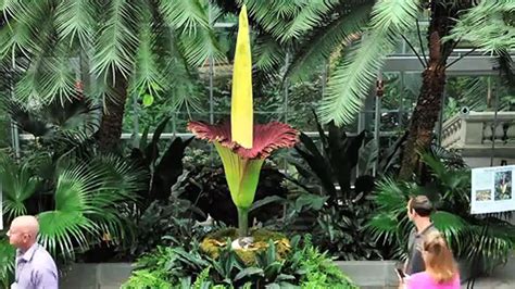 Time-Lapse Video Shows Giant “Corpse Flower” Blooming at U.S. Botanic ...