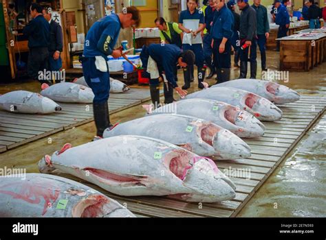 Tuna auction, Tsukiji Fish Market, Tokyo, Japan Stock Photo - Alamy