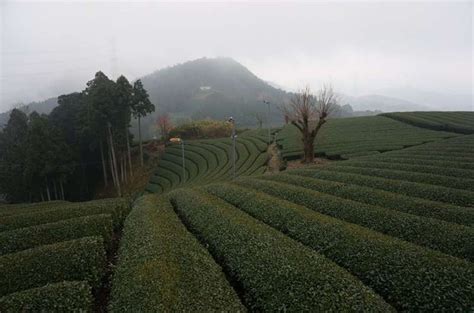 All about Uji green tea tour: from farm to table | GoWithGuide