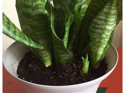 snake plant soil