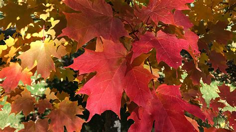 Red Maples for Manitoba - Canada's LOCAL Gardener magazine