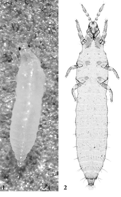 [PDF] A key to the second instar larvae of the Thripidae of the Western Palaearctic region ...