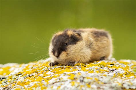 Norway Lemming Facts - CRITTERFACTS