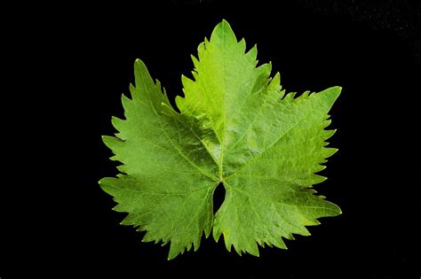 Grape Vine Leaf Free Photo Download | FreeImages