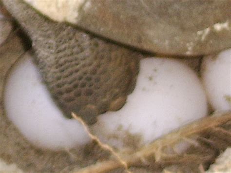 Gopher Tortoise Laying eggs | She dug her nest, layed 6 eggs… | Flickr