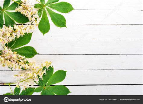 Inflorescence Chestnut Medicinal Plants Wooden Background Top View Copy ...