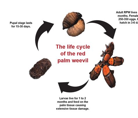 Schematic representation of palm weevil life cycle. | Download Scientific Diagram