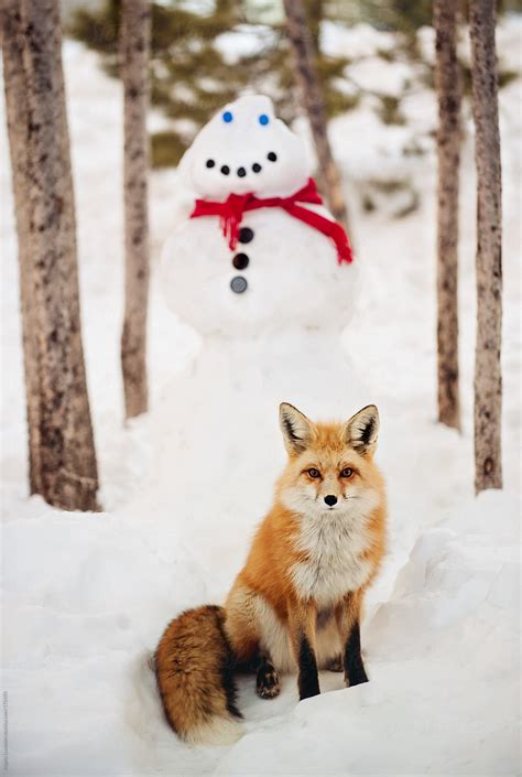 "Red Fox Standing In Snow" by Stocksy Contributor "Angela Lumsden" - Stocksy