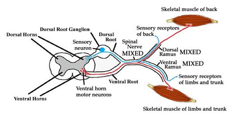 Ventral Rootlets