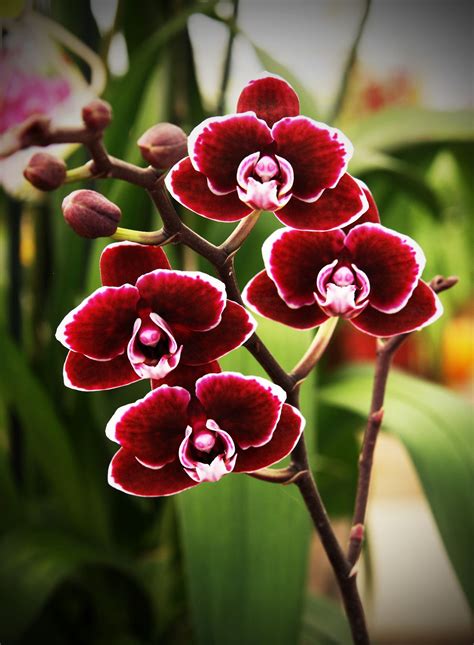 Miniature Red Phalaenopsis Orchid - (Individual Flowers are the size of a U.S. Nickel) | Flowers ...