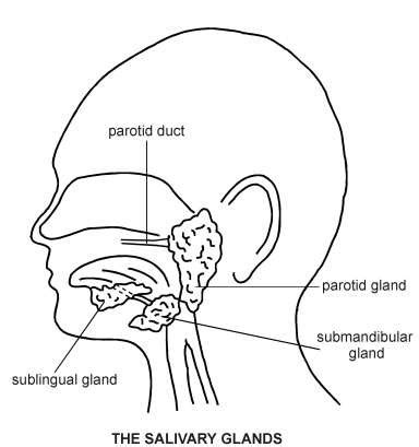 Salivary Glands Diagram - CBSE Class Notes Online - Classnotes123