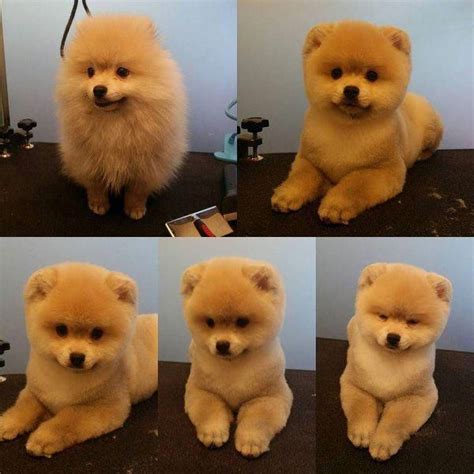 All About Lively Pomeranian Grooming #pomeraniansquad #pomeranians # ...