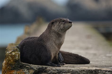 Otter Full HD Wallpaper and Background Image | 2048x1365 | ID:413482