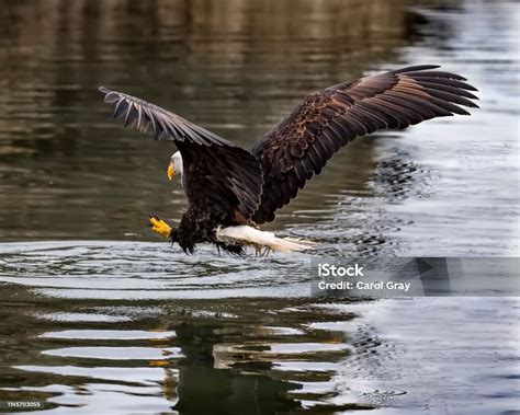 Bald Eagle Landing On Water Stock Photo - Download Image Now - Bald ...