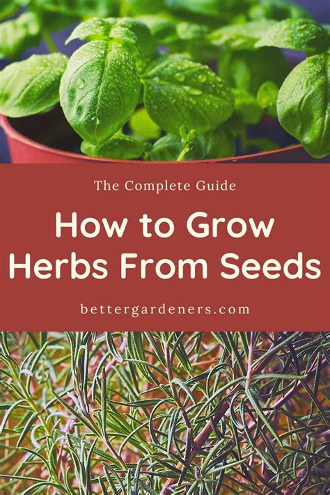 How to Grow Herbs from Seeds - Complete Beginners Guide - Better Gardener's Guide