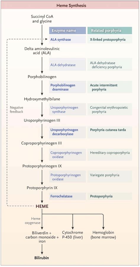 The pathway of heme synthesis, showing pathway intermediates and... | Download Scientific Diagram