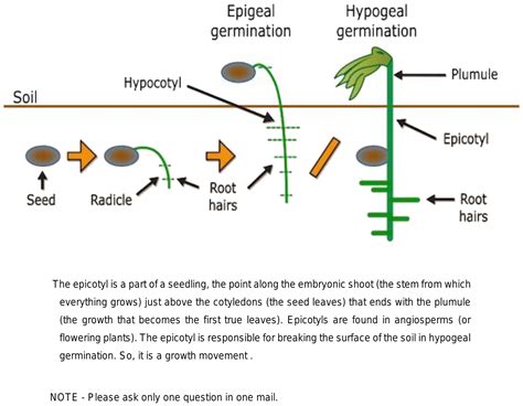 epicotyl and hypocotyl hook formation is a type of curvature movement.so it comes under which ...