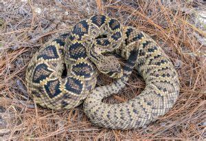 Eastern Diamondback Rattlesnake Survey | NCASI