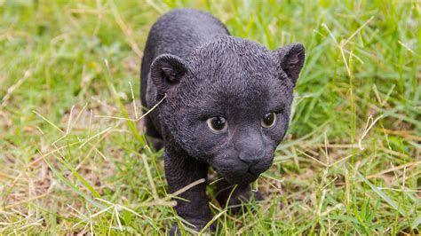 Black Panther Cub Wallpapers - Top Free Black Panther Cub Backgrounds ...