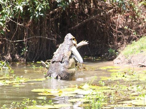 Crocodiles' Dramatic Fight To Each Eat Other Captured In Amazing Photos | HuffPost UK