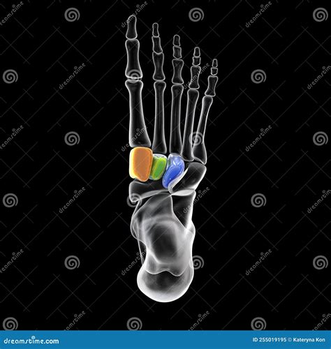 Cuneiform Bones of the Foot, 3D Illustration Stock Illustration ...