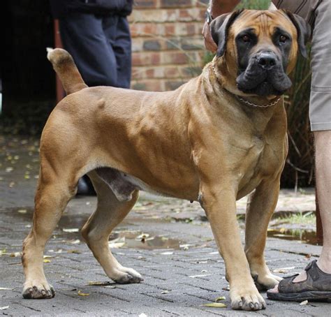 South African Boerboel Mastiff Puppy Dogs #mastiffbreeds | Dogs, Dogs ...