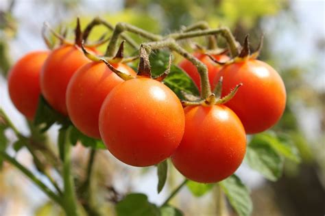 Early Season Tomato Varieties for Your Garden